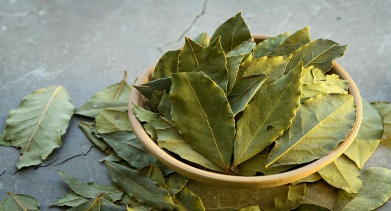 Bay leaves in a clay dish on a concrete worktop